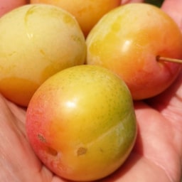 Susine Cino-Giapponesi26 Giugno 2020