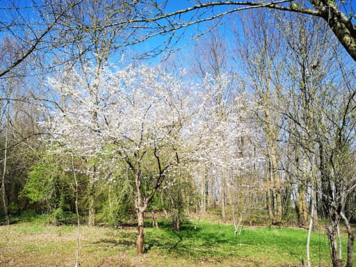 Susino in fiore20 Marzo 2019