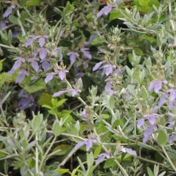 Teucrium fruticans1 Maggio 2015