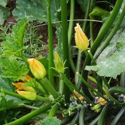 Zucchini17 Luglio 2020
